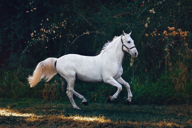 In che modo la terapia equina aiuta i bambini con autismo?